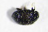  ( - GBOL_Col_FK_4166)  @11 [ ] CreativeCommons - Attribution Non-Commercial Share-Alike (2015) Unspecified SNSB, Zoologische Staatssammlung Muenchen