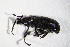  ( - GBOL_Col_FK_4178)  @12 [ ] CreativeCommons - Attribution Non-Commercial Share-Alike (2015) Unspecified SNSB, Zoologische Staatssammlung Muenchen