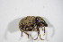  (Otiorhynchus smreczynskii - GBOL_Col_FK_4951)  @11 [ ] CreativeCommons - Attribution Non-Commercial Share-Alike (2015) Unspecified SNSB, Zoologische Staatssammlung Muenchen