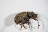  ( - GBOL_Col_FK_4952)  @11 [ ] CreativeCommons - Attribution Non-Commercial Share-Alike (2015) Unspecified SNSB, Zoologische Staatssammlung Muenchen