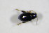  ( - GBOL_Col_FK_4965)  @12 [ ] CreativeCommons - Attribution Non-Commercial Share-Alike (2015) Unspecified SNSB, Zoologische Staatssammlung Muenchen