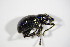  ( - GBOL_Col_FK_4971)  @12 [ ] CreativeCommons - Attribution Non-Commercial Share-Alike (2015) Unspecified SNSB, Zoologische Staatssammlung Muenchen