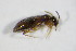  ( - GBOL_Col_FK_4973)  @12 [ ] CreativeCommons - Attribution Non-Commercial Share-Alike (2015) Unspecified SNSB, Zoologische Staatssammlung Muenchen