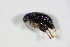  ( - GBOL_Col_FK_4986)  @12 [ ] CreativeCommons - Attribution Non-Commercial Share-Alike (2015) Unspecified SNSB, Zoologische Staatssammlung Muenchen