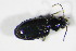  ( - GBOL_Col_FK_5012)  @12 [ ] CreativeCommons - Attribution Non-Commercial Share-Alike (2015) Unspecified SNSB, Zoologische Staatssammlung Muenchen