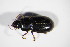  ( - GBOL_Col_FK_5439)  @12 [ ] CreativeCommons - Attribution Non-Commercial Share-Alike (2015) Unspecified SNSB, Zoologische Staatssammlung Muenchen