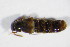  ( - GBOL_Col_FK_5445)  @11 [ ] CreativeCommons - Attribution Non-Commercial Share-Alike (2015) Unspecified SNSB, Zoologische Staatssammlung Muenchen