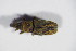  ( - GBOL_Col_FK_5447)  @12 [ ] CreativeCommons - Attribution Non-Commercial Share-Alike (2015) Unspecified SNSB, Zoologische Staatssammlung Muenchen