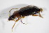  ( - GBOL_Col_FK_5458)  @11 [ ] CreativeCommons - Attribution Non-Commercial Share-Alike (2015) Unspecified SNSB, Zoologische Staatssammlung Muenchen
