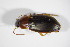  ( - GBOL_Col_FK_5459)  @13 [ ] CreativeCommons - Attribution Non-Commercial Share-Alike (2015) Unspecified SNSB, Zoologische Staatssammlung Muenchen