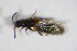  ( - GBOL_Col_FK_5465)  @11 [ ] CreativeCommons - Attribution Non-Commercial Share-Alike (2015) Unspecified SNSB, Zoologische Staatssammlung Muenchen