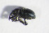  ( - GBOL_Col_FK_5500)  @12 [ ] CreativeCommons - Attribution Non-Commercial Share-Alike (2015) Unspecified SNSB, Zoologische Staatssammlung Muenchen