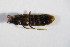  ( - GBOL_Col_FK_5513)  @11 [ ] CreativeCommons - Attribution Non-Commercial Share-Alike (2015) Unspecified SNSB, Zoologische Staatssammlung Muenchen