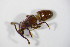  ( - GBOL_Col_FK_5524)  @11 [ ] CreativeCommons - Attribution Non-Commercial Share-Alike (2015) Unspecified SNSB, Zoologische Staatssammlung Muenchen