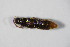  ( - GBOL_Col_FK_5528)  @11 [ ] CreativeCommons - Attribution Non-Commercial Share-Alike (2015) Unspecified SNSB, Zoologische Staatssammlung Muenchen