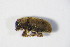  ( - GBOL_Col_FK_5540)  @11 [ ] CreativeCommons - Attribution Non-Commercial Share-Alike (2015) Unspecified SNSB, Zoologische Staatssammlung Muenchen