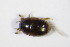  (Cercyon granarius - GBOL_Col_FK_5546)  @12 [ ] CreativeCommons - Attribution Non-Commercial Share-Alike (2015) Unspecified SNSB, Zoologische Staatssammlung Muenchen