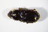 ( - GBOL_Col_FK_5557)  @13 [ ] CreativeCommons - Attribution Non-Commercial Share-Alike (2015) Unspecified SNSB, Zoologische Staatssammlung Muenchen