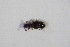  ( - GBOL_Col_FK_5568)  @12 [ ] CreativeCommons - Attribution Non-Commercial Share-Alike (2015) Unspecified SNSB, Zoologische Staatssammlung Muenchen