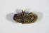  ( - GBOL_Col_FK_5572)  @11 [ ] CreativeCommons - Attribution Non-Commercial Share-Alike (2015) Unspecified SNSB, Zoologische Staatssammlung Muenchen