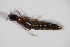  ( - GBOL_Col_FK_5582)  @11 [ ] CreativeCommons - Attribution Non-Commercial Share-Alike (2015) Unspecified SNSB, Zoologische Staatssammlung Muenchen