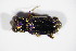  (Notiophilus rufipes - GBOL_Col_FK_5587)  @14 [ ] CreativeCommons - Attribution Non-Commercial Share-Alike (2015) Unspecified SNSB, Zoologische Staatssammlung Muenchen