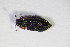  ( - GBOL_Col_FK_5796)  @11 [ ] CreativeCommons - Attribution Non-Commercial Share-Alike (2015) Unspecified SNSB, Zoologische Staatssammlung Muenchen