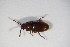  ( - GBOL_Col_FK_5797)  @11 [ ] CreativeCommons - Attribution Non-Commercial Share-Alike (2015) Unspecified SNSB, Zoologische Staatssammlung Muenchen