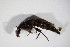  ( - GBOL_Col_FK_5834)  @12 [ ] CreativeCommons - Attribution Non-Commercial Share-Alike (2015) Unspecified SNSB, Zoologische Staatssammlung Muenchen