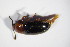  ( - GBOL_Col_FK_5841)  @11 [ ] CreativeCommons - Attribution Non-Commercial Share-Alike (2015) Unspecified SNSB, Zoologische Staatssammlung Muenchen