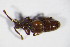  ( - GBOL_Col_FK_5854)  @11 [ ] CreativeCommons - Attribution Non-Commercial Share-Alike (2015) Unspecified SNSB, Zoologische Staatssammlung Muenchen