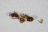  ( - GBOL_Col_FK_5858)  @12 [ ] CreativeCommons - Attribution Non-Commercial Share-Alike (2015) Unspecified SNSB, Zoologische Staatssammlung Muenchen