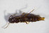  ( - GBOL_Col_FK_5860)  @11 [ ] CreativeCommons - Attribution Non-Commercial Share-Alike (2015) Unspecified SNSB, Zoologische Staatssammlung Muenchen