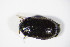  ( - GBOL_Col_FK_5883)  @11 [ ] CreativeCommons - Attribution Non-Commercial Share-Alike (2015) Unspecified SNSB, Zoologische Staatssammlung Muenchen