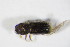  ( - GBOL_Col_FK_5889)  @11 [ ] CreativeCommons - Attribution Non-Commercial Share-Alike (2015) Unspecified SNSB, Zoologische Staatssammlung Muenchen