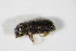  ( - GBOL_Col_FK_5890)  @11 [ ] CreativeCommons - Attribution Non-Commercial Share-Alike (2015) Unspecified SNSB, Zoologische Staatssammlung Muenchen