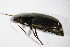  ( - GBOL_Col_FK_3900)  @13 [ ] CreativeCommons - Attribution Non-Commercial Share-Alike (2015) Unspecified SNSB, Zoologische Staatssammlung Muenchen