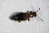  ( - GBOL_Col_FK_3907)  @12 [ ] CreativeCommons - Attribution Non-Commercial Share-Alike (2015) Unspecified SNSB, Zoologische Staatssammlung Muenchen