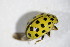  ( - GBOL_Col_FK_3921)  @12 [ ] CreativeCommons - Attribution Non-Commercial Share-Alike (2015) Unspecified SNSB, Zoologische Staatssammlung Muenchen