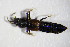 ( - GBOL_Col_FK_3931)  @13 [ ] CreativeCommons - Attribution Non-Commercial Share-Alike (2015) Unspecified SNSB, Zoologische Staatssammlung Muenchen