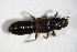  ( - GBOL_Col_FK_3932)  @13 [ ] CreativeCommons - Attribution Non-Commercial Share-Alike (2015) Unspecified SNSB, Zoologische Staatssammlung Muenchen