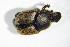  ( - GBOL_Col_FK_3944)  @12 [ ] CreativeCommons - Attribution Non-Commercial Share-Alike (2015) Unspecified SNSB, Zoologische Staatssammlung Muenchen