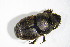  ( - GBOL_Col_FK_3945)  @13 [ ] CreativeCommons - Attribution Non-Commercial Share-Alike (2015) Unspecified SNSB, Zoologische Staatssammlung Muenchen