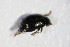  ( - GBOL_Col_FK_3964)  @12 [ ] CreativeCommons - Attribution Non-Commercial Share-Alike (2015) Unspecified SNSB, Zoologische Staatssammlung Muenchen
