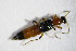  ( - GBOL_Col_FK_3971)  @13 [ ] CreativeCommons - Attribution Non-Commercial Share-Alike (2015) Unspecified SNSB, Zoologische Staatssammlung Muenchen