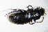  ( - GBOL_Col_FK_3972)  @12 [ ] CreativeCommons - Attribution Non-Commercial Share-Alike (2015) Unspecified SNSB, Zoologische Staatssammlung Muenchen