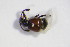  ( - GBOL_Col_FK_4005)  @11 [ ] CreativeCommons - Attribution Non-Commercial Share-Alike (2015) Unspecified SNSB, Zoologische Staatssammlung Muenchen
