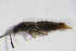  ( - GBOL_Col_FK_4011)  @11 [ ] CreativeCommons - Attribution Non-Commercial Share-Alike (2015) Unspecified SNSB, Zoologische Staatssammlung Muenchen