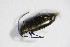  ( - GBOL_Col_FK_4031)  @12 [ ] CreativeCommons - Attribution Non-Commercial Share-Alike (2015) Unspecified SNSB, Zoologische Staatssammlung Muenchen