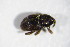  ( - GBOL_Col_FK_4192)  @11 [ ] CreativeCommons - Attribution Non-Commercial Share-Alike (2015) Unspecified SNSB, Zoologische Staatssammlung Muenchen